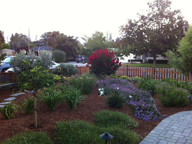 drought-resistant landscape design