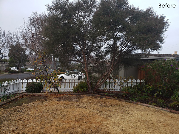 Lawn Establishment